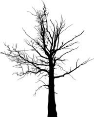 black dry large tree silhouette on white