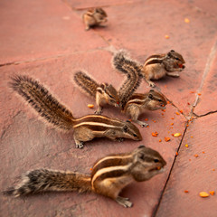 group of chipmunks eating nuts