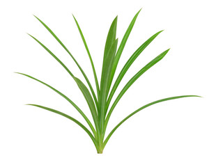 Pandanus Palm, Fragrant Pandan, Pandom wangi