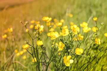 Blossom of summer flowers