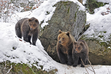 Baerenfamilie vor Höhle