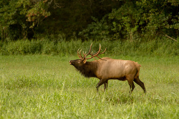 Large Bull Elk