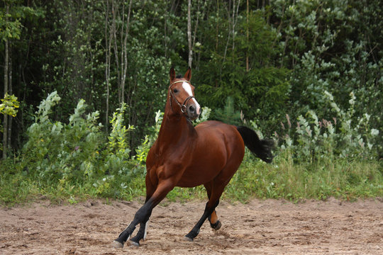 Beautiful bay horse galloping at the field near the forest