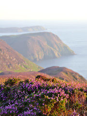 Blooming Purple Heather, Cliffs and Sea. Isle of Man