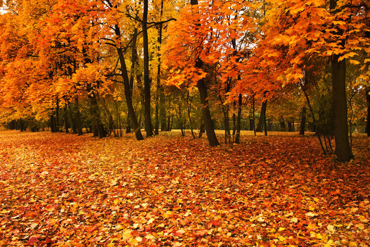 autumn trees in park
