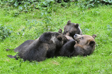 Bärin stillt Junge