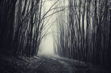 path through dark dense forest on halloween