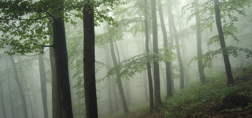 green forest landscape after rain