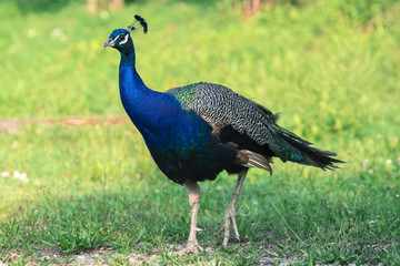 Obraz premium Pavone