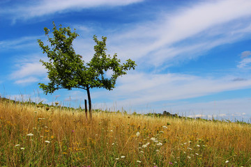 Einsamer Baum