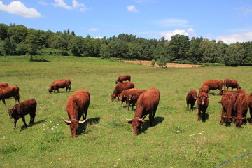 Race bovine.