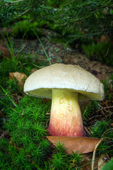 Boletus calopus