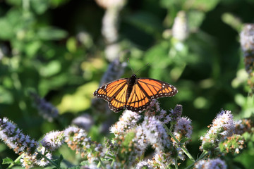 Viceroy Butterfly