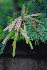 Leucaena or krathin