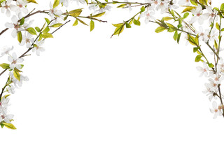 Obraz na płótnie Canvas half frame from flowers on spring tree branches