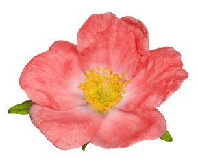 single isolated bright red brier flower