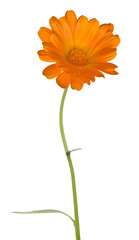 Naklejka premium single orange marigold flower on white