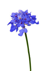 isolated blue Hesperis flowers