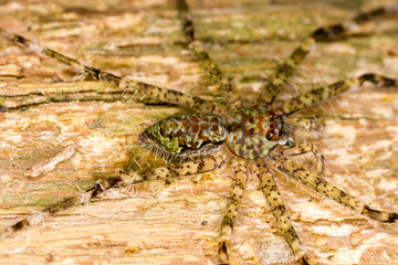 costa rican wolf spider