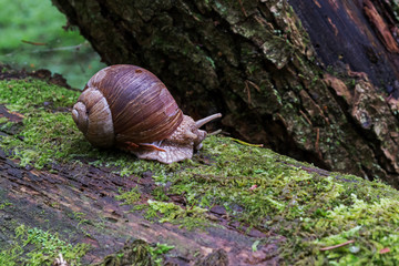 Snail crawling