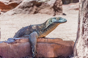 Komodo Dragon.