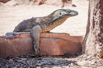 Komodo Dragon.