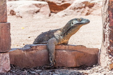 Komodo Dragon.