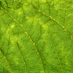 Green Leaf Macro Background