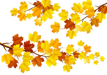 Autumn leaves on the branches. Vector