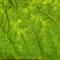 Green Leaf Macro Background