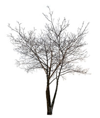 isolated dark bare maple tree