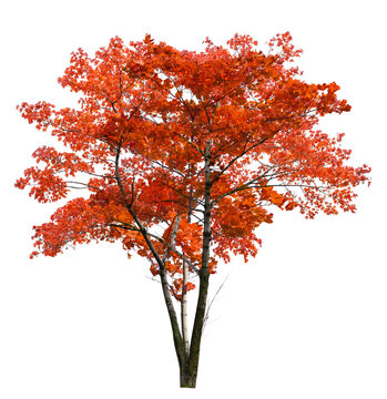 bright large red isolated maple tree