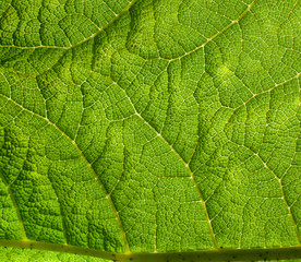 Green Leaf Macro Background
