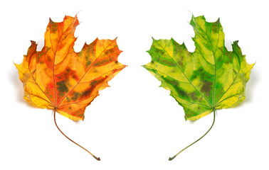 Yellowed autumn maple-leafs