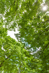 Obraz premium 太陽光と新緑のケヤキ林