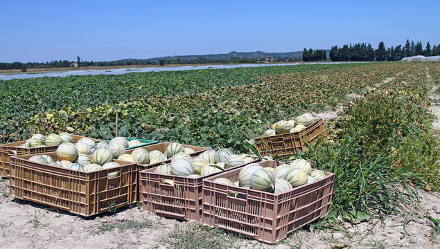 Paysage agricole