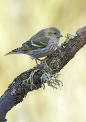 goldfinch
