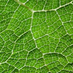 Green Leaf Macro Background