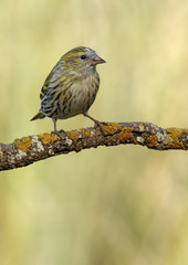 goldfinch
