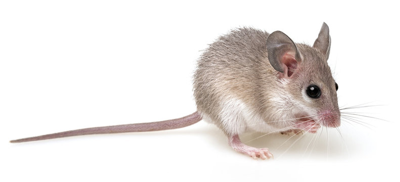 a little mouse Acomys cahirinus