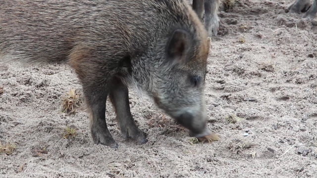 Wildschwein sucht nach Nahrung