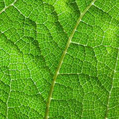 Green Leaf Macro Background