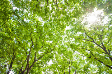 太陽光と新緑のケヤキ林