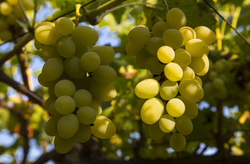 Ripe grapes