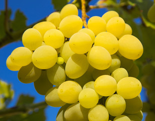 Ripe grapes