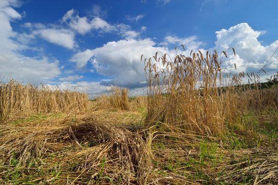 Damaged Crops Wheat Made By Boars.