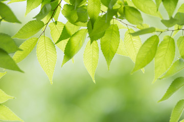新緑のケヤキの