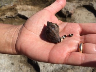 Lumache di mare