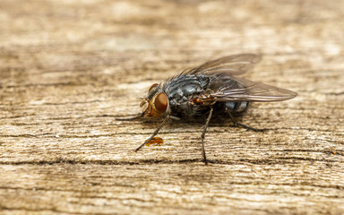 A macro photo of a Blue-bottle fly on a wood background