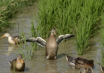 水田の合鴨